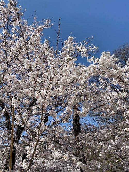 桜①.jpg