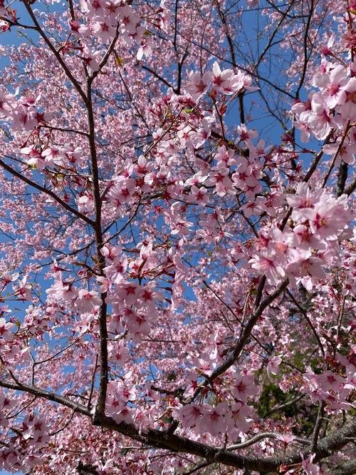 桜②.jpg