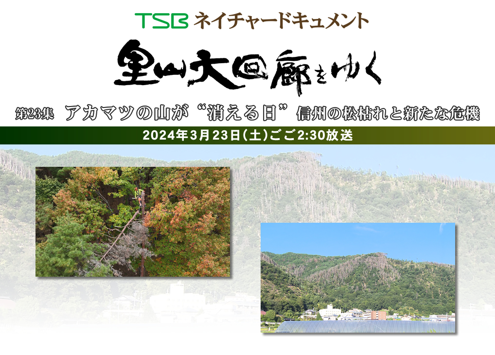 TSBネイチャードキュメント 里山大回廊をゆく 第23集「アカマツの山が"消える日" 信州の松枯れと新たな危機」2024年3月23日(土)ごご2:30放送