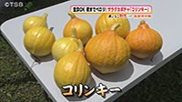 260713_toku.jpg